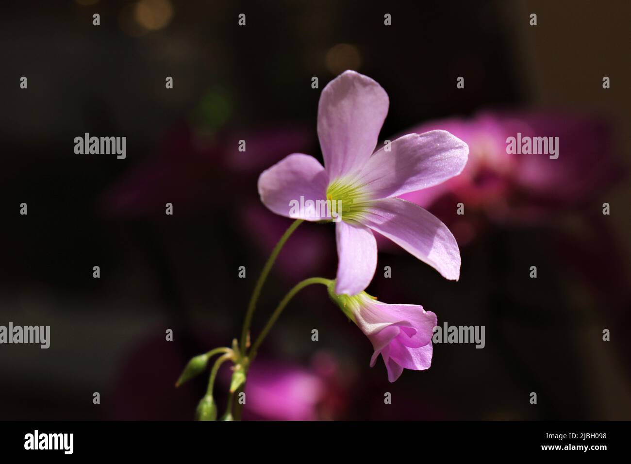 Offene Blume des purpurroten Kleeblattes, Oxalis triangularis, mit einer geschlossenen Knospe darunter. Blume mit Sonnenlicht vor dunklem Hintergrund hervorgehoben. Stockfoto