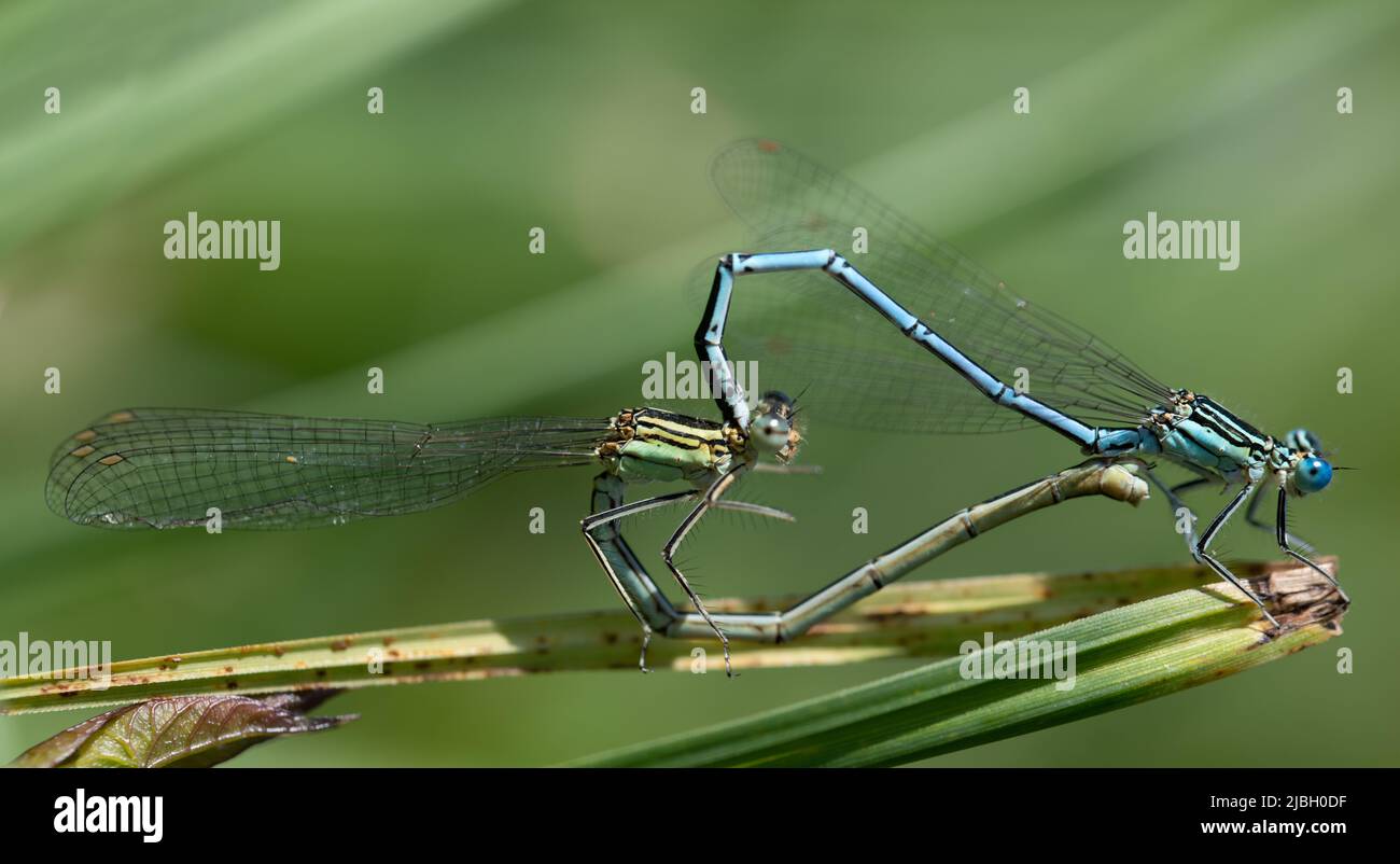 Nahaufnahme von zwei Federdrachen (Platycnemis pennipes), die sich auf grünem Gras paaren und mit ihren Körpern ein Herz bilden Stockfoto