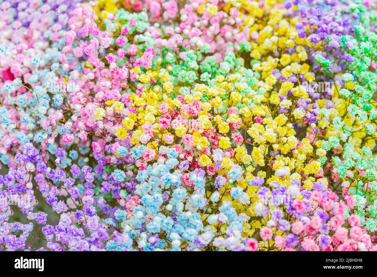 Farbenfrohe, helle Hintergrundfarbe von Gypsophila, selektiver Fokus Stockfoto