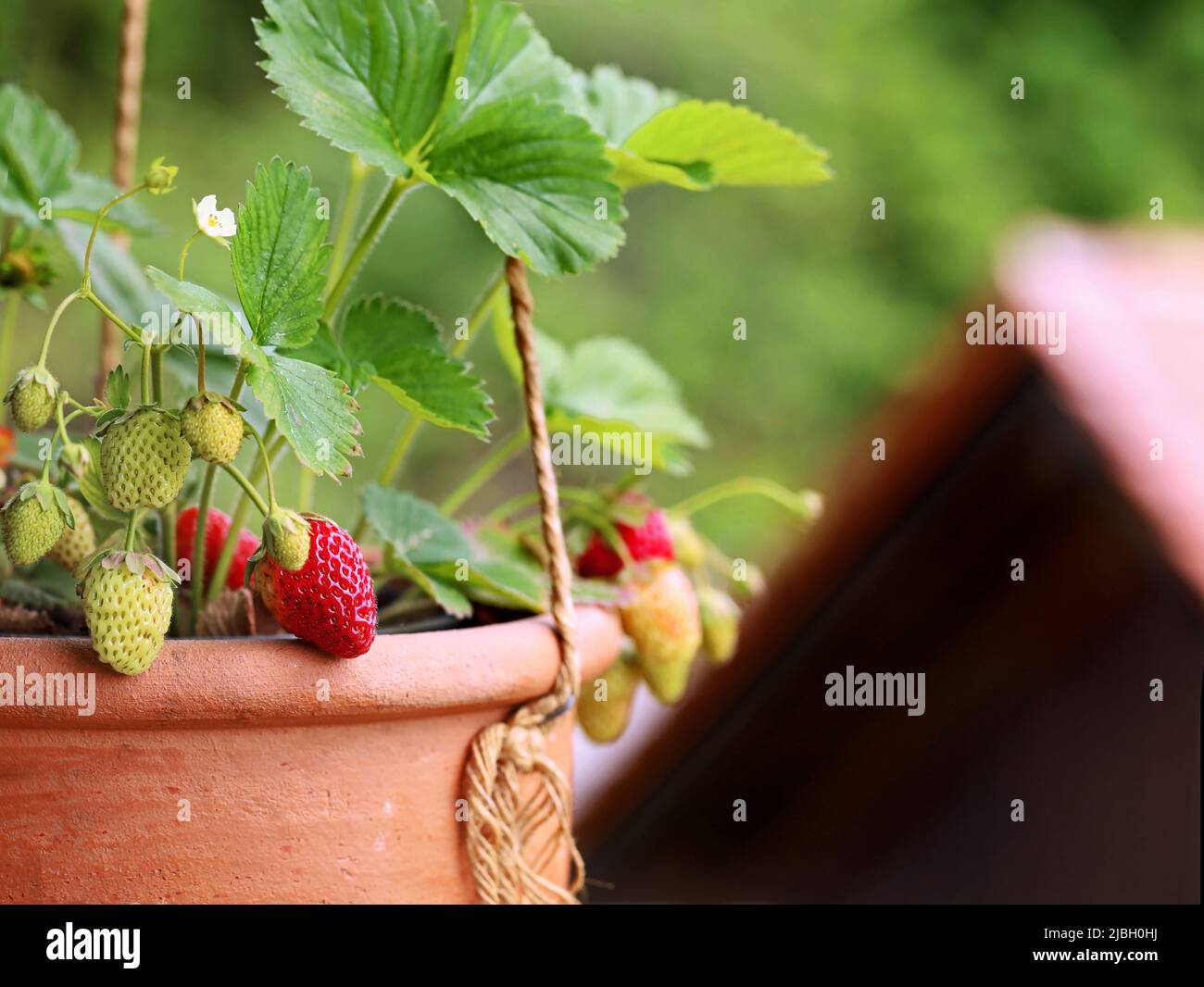 Erdbeeren im hängenden Terrakotta-Topf auf dem Balkon, Obst wächst auf dem Balkon mit wenig Platz, Nahaufnahme Stockfoto