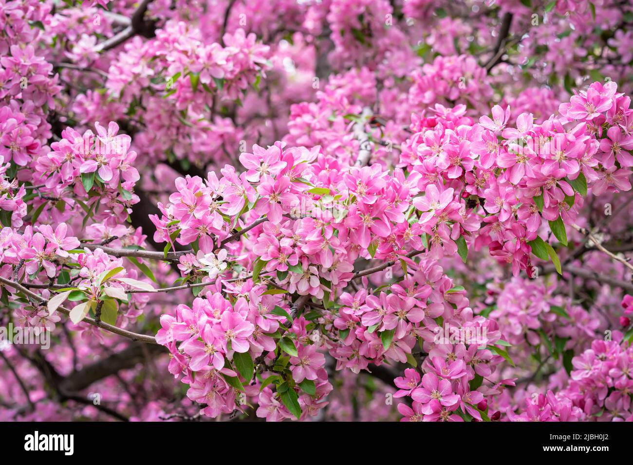 Spring Blossom, Apple Blüte, sakura Blumen close-up, natürlichen Hintergrund Stockfoto