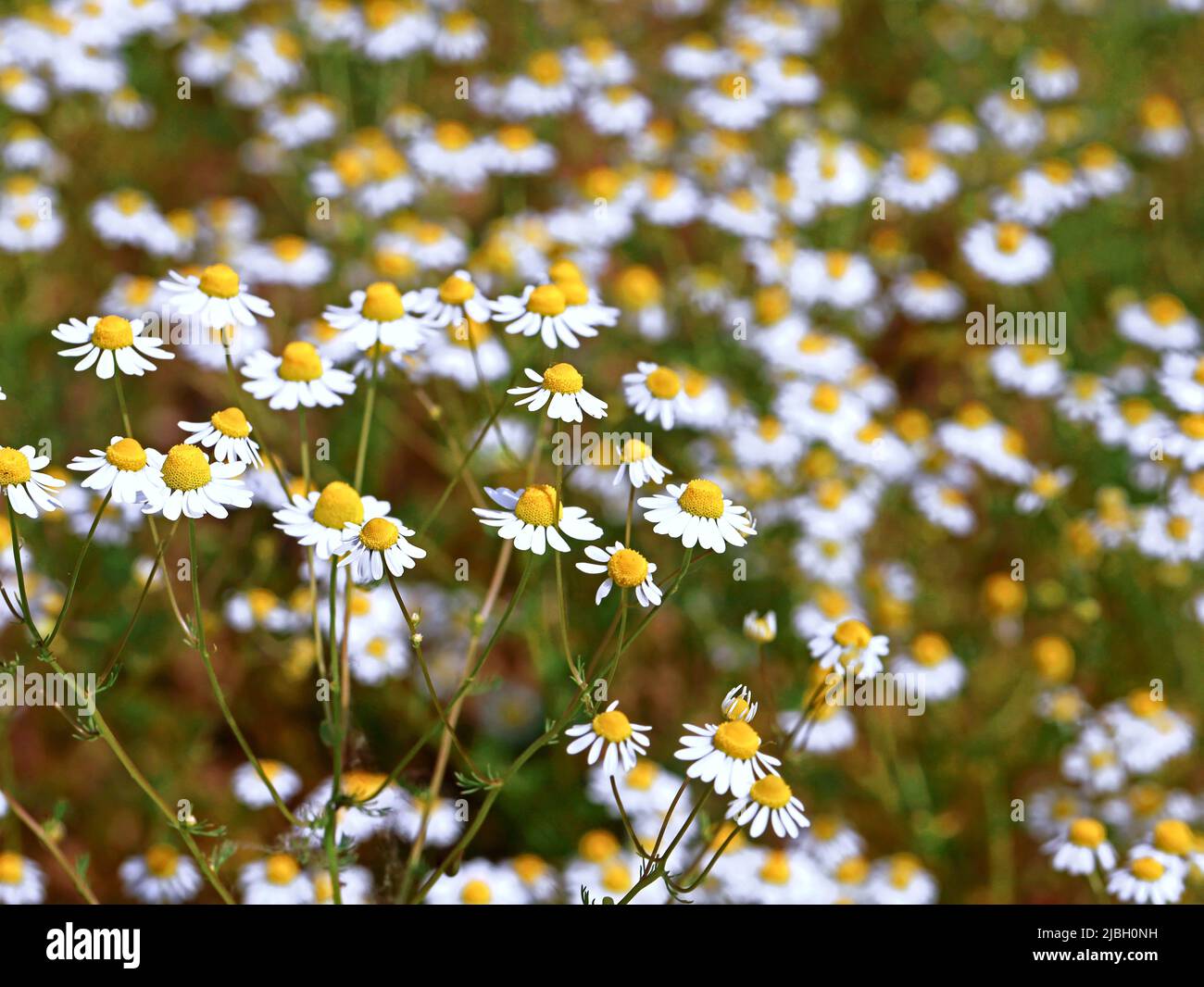 Nahaufnahme von blühenden Kamillenfeldern, Kamillenblüten im Sommerhintergrund Stockfoto