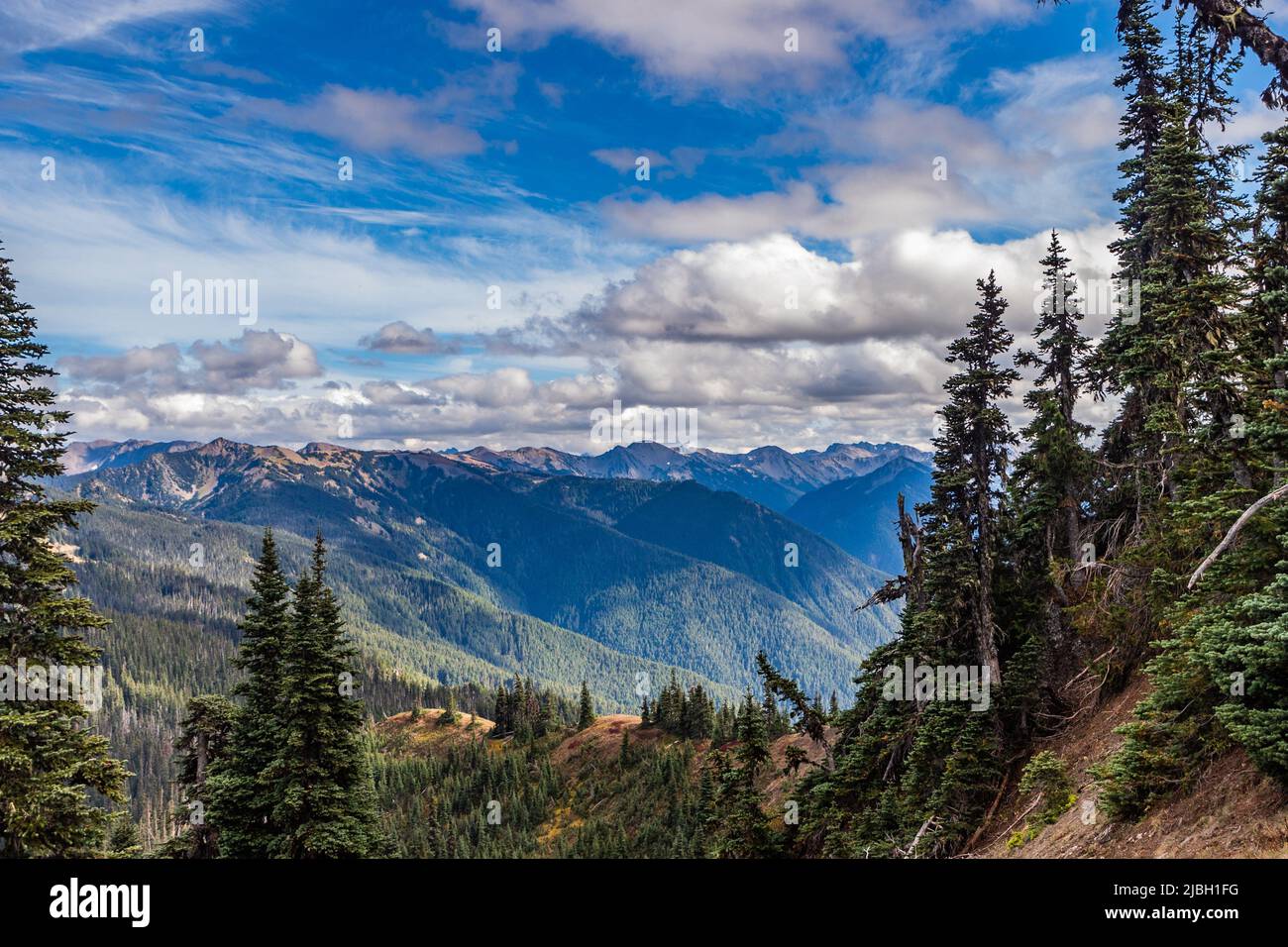 An einem schönen Septembertag umrahmten hohe Kiefern die Gebirgskette von The Turban Ridge im Olympic National Park im Bundesstaat Washington. Stockfoto