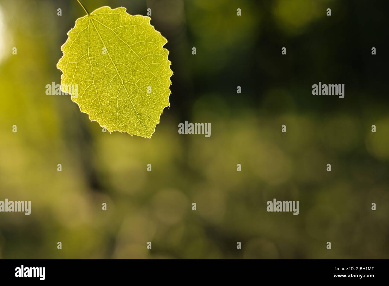 Espen-Blatt (Populus tremula) im Sonnenlicht der goldenen Stunde Stockfoto