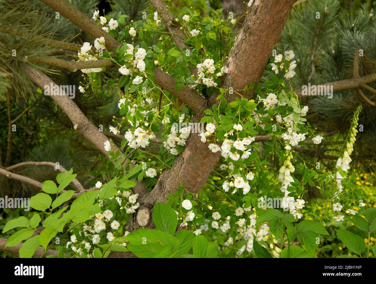 Rosa filipes ‘Kiftsgate’, eine weiße Wanderrose, die auf einem Baum im Medite Smartply Garden wächst, der von Sarah Eberle entworfen wurde Stockfoto