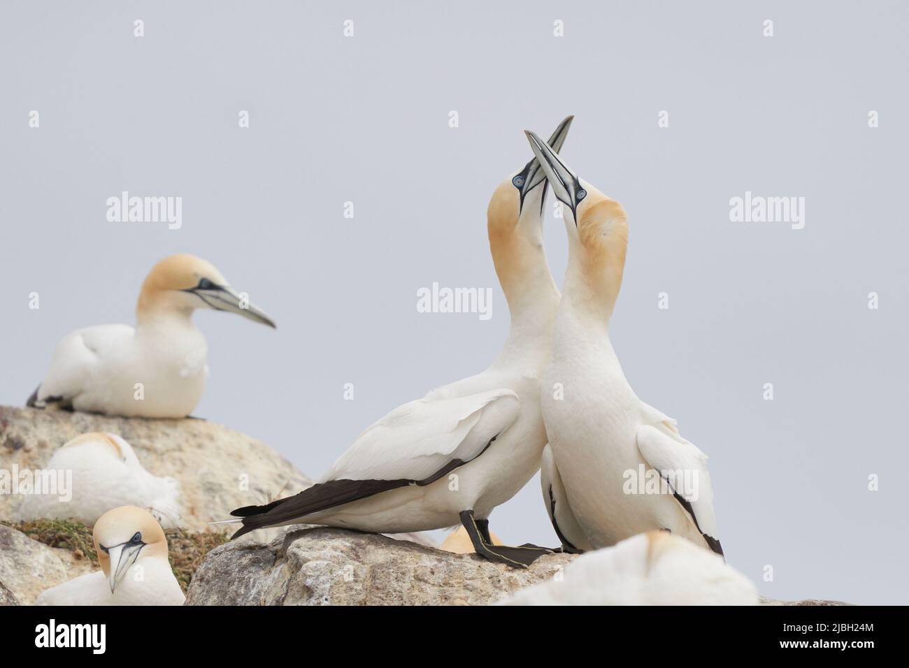 Tölpel (Morus bassanus), die auf der Great Saltee Island vor der irischen Küste umwerben. Stockfoto