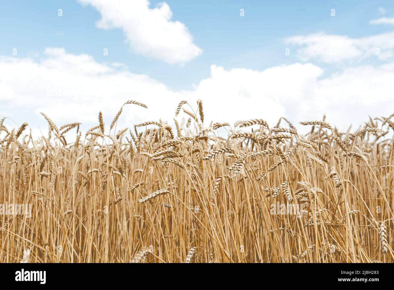 Weicher selektiver Fokus eines Feldes aus goldenen Ähren des Weizens unter einem blauen Himmel mit weißen Wolken. Weizen ist die Landwirtschaft des unabhängigen Agrarlandes der Ukraine. Stockfoto