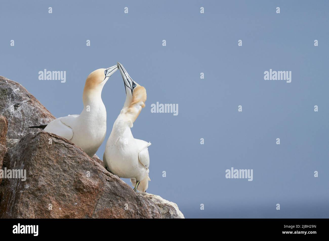 Tölpel (Morus bassanus), die auf der Great Saltee Island vor der irischen Küste umwerben. Stockfoto