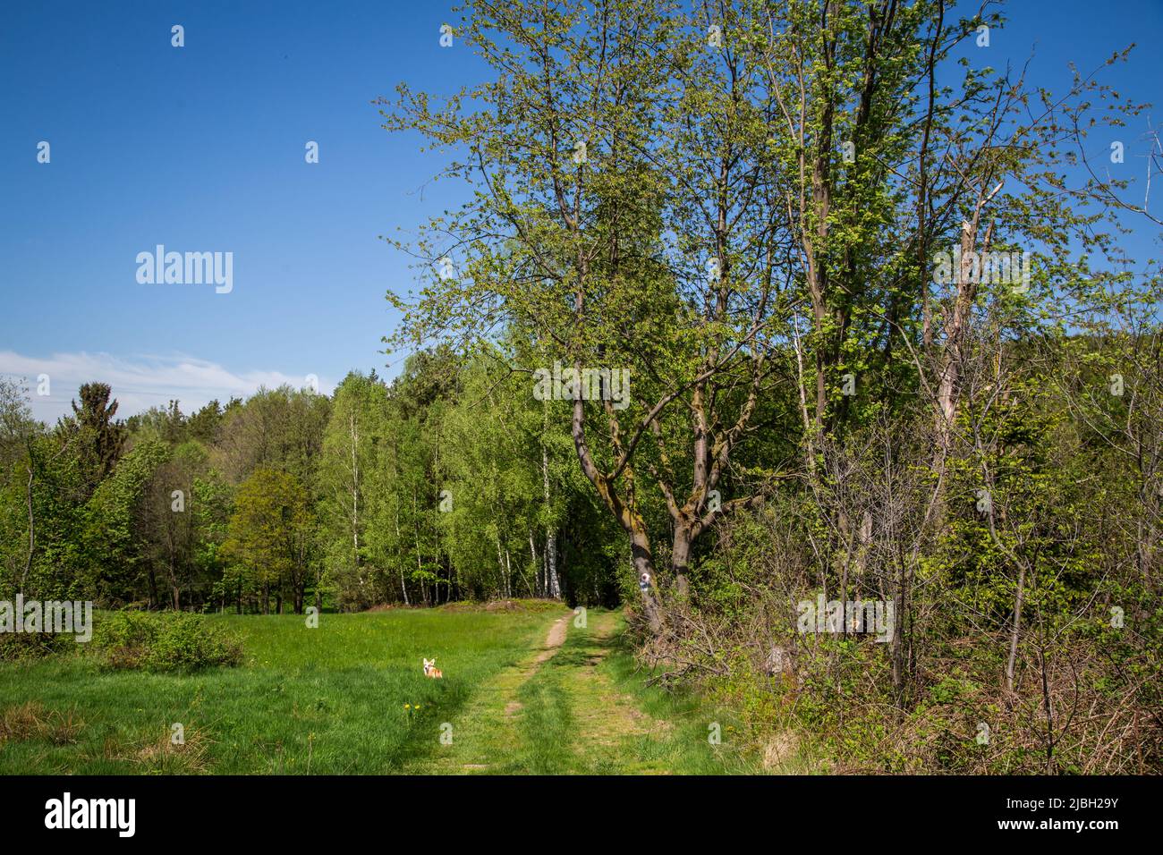 Erlebnisweg Heinrichs, ein Wanderweg im Waldgebiet Stockfoto