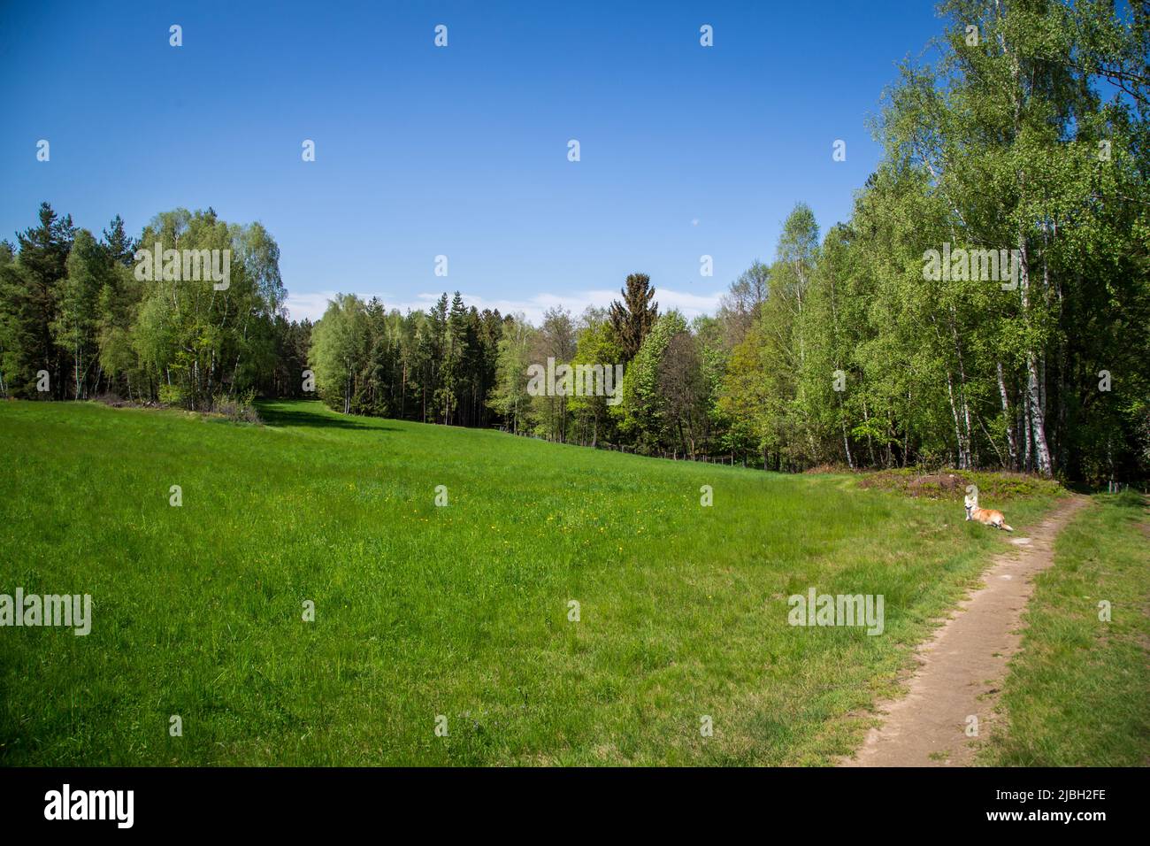 Erlebnisweg Heinrichs, ein Wanderweg im Waldgebiet Stockfoto
