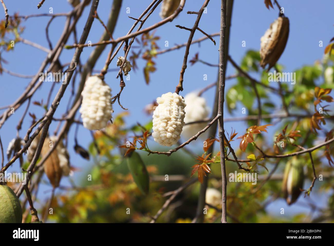 Der Baobab-Baum hat wunderschöne Früchte hervorgebracht. Stockfoto