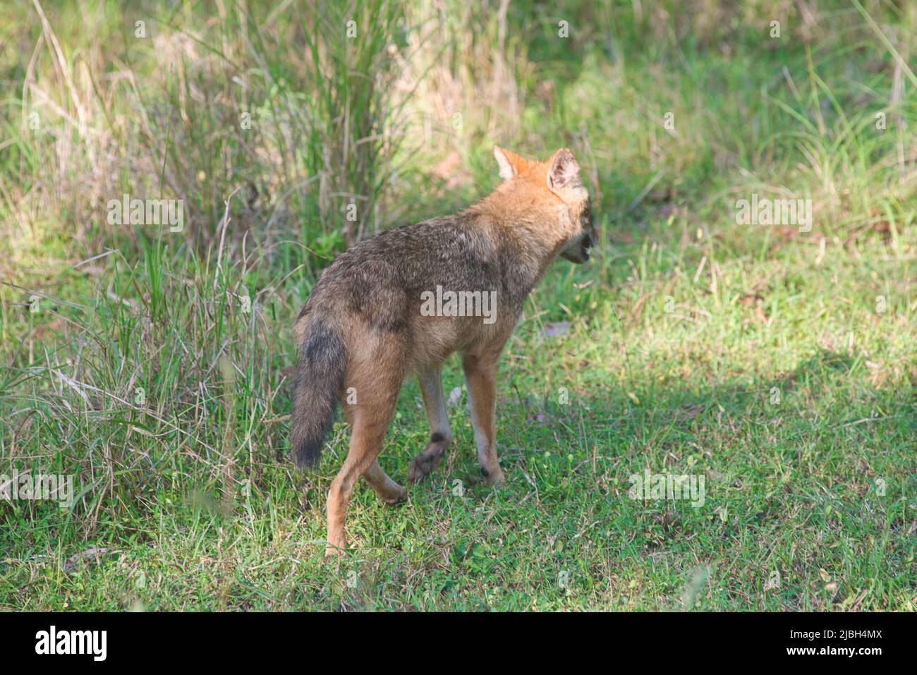 Golden Jackal steht auf einem Pfad in einem Nationalpark in Indien Stockfoto Golden Jackal steht auf einem Pfad in einem Nationalpark in Indien Stockfoto