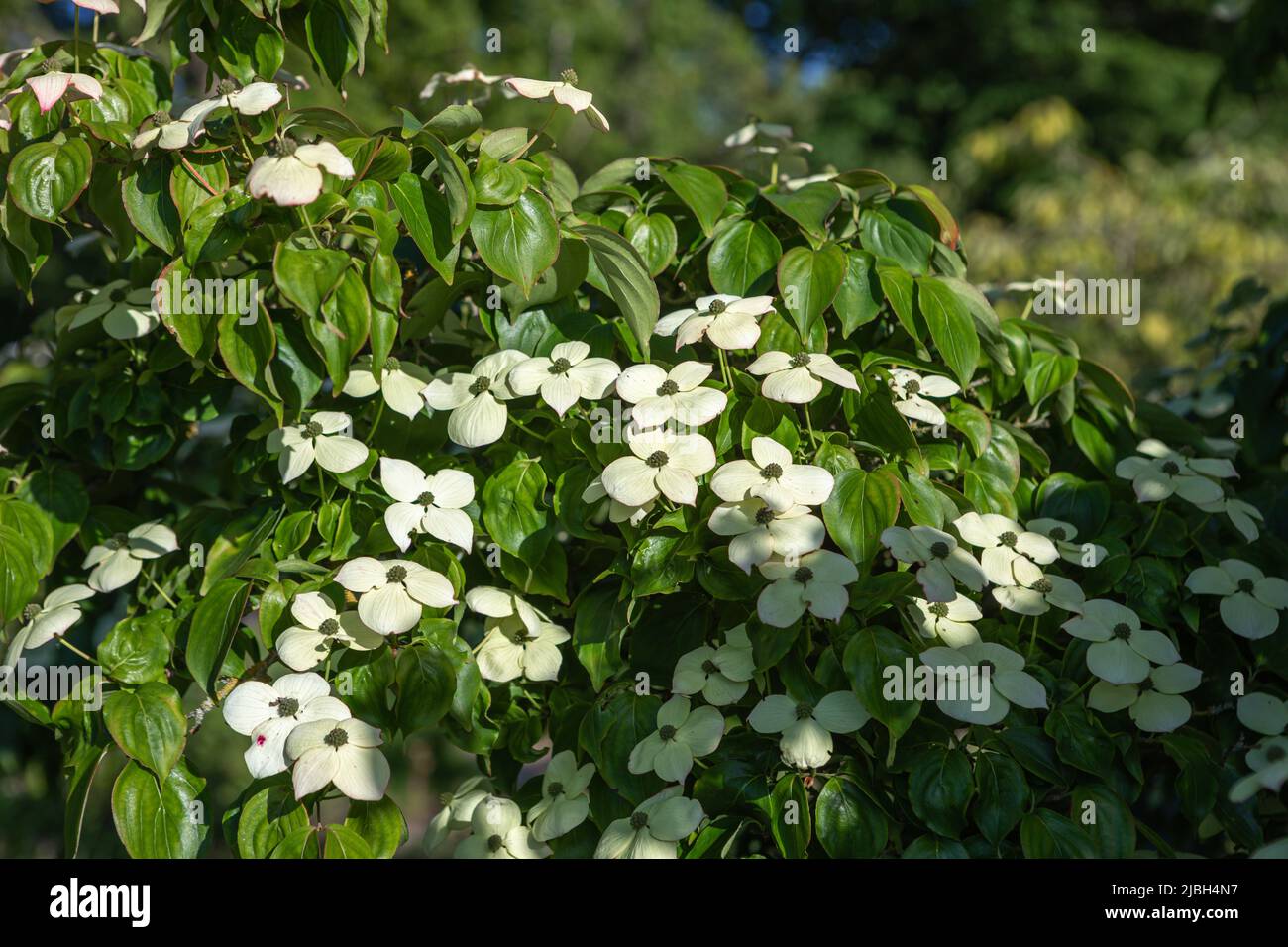 Cornus kousa (Szechuan-Erdbeere) in Blüte, weiße cremefarbene Blätter, Nahaufnahme des blühenden Astes in der Sonne und gedappter Schatten Stockfoto
