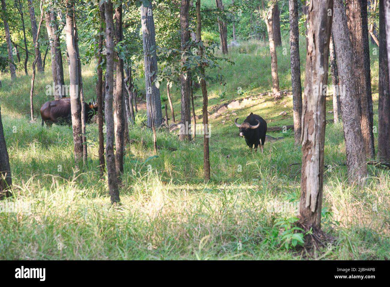 Ein Gaur, der in einem Wald in einem Nationalpark in Indien steht Stockfoto