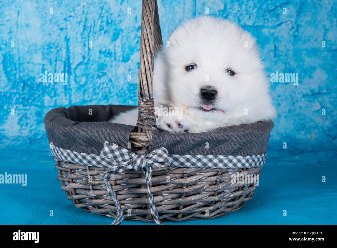 Weißer flauschiger kleiner Samoyed Welpenhund sitzt im Korb auf blauem Hintergrund Stockfoto