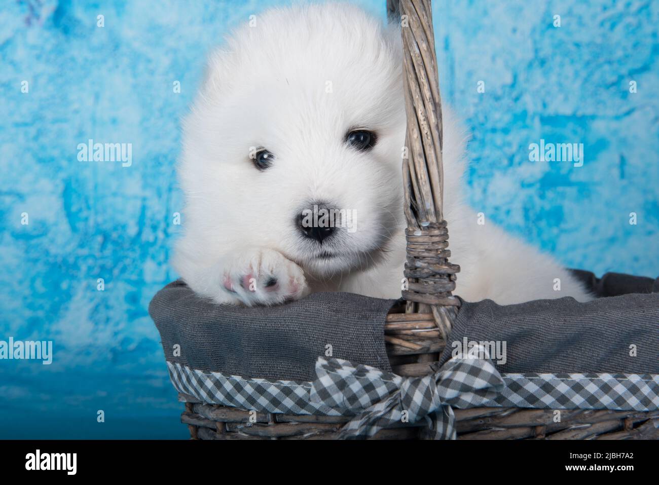 Weißer flauschiger kleiner Samoyed Welpenhund sitzt im Korb auf blauem Hintergrund Stockfoto