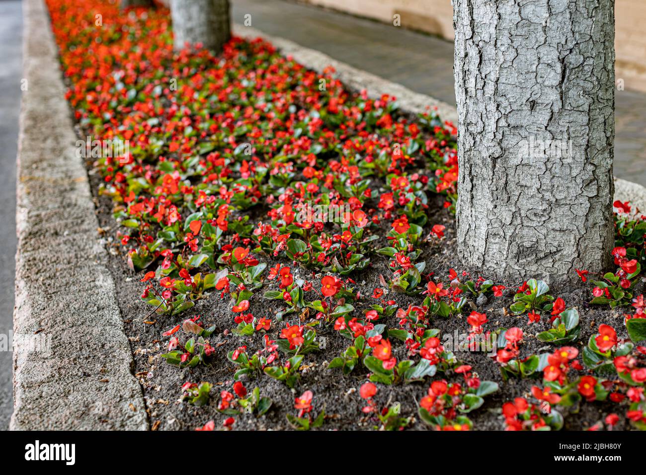 Große Stadt bunte Blumenbeet im Stadtpark. Stockfoto
