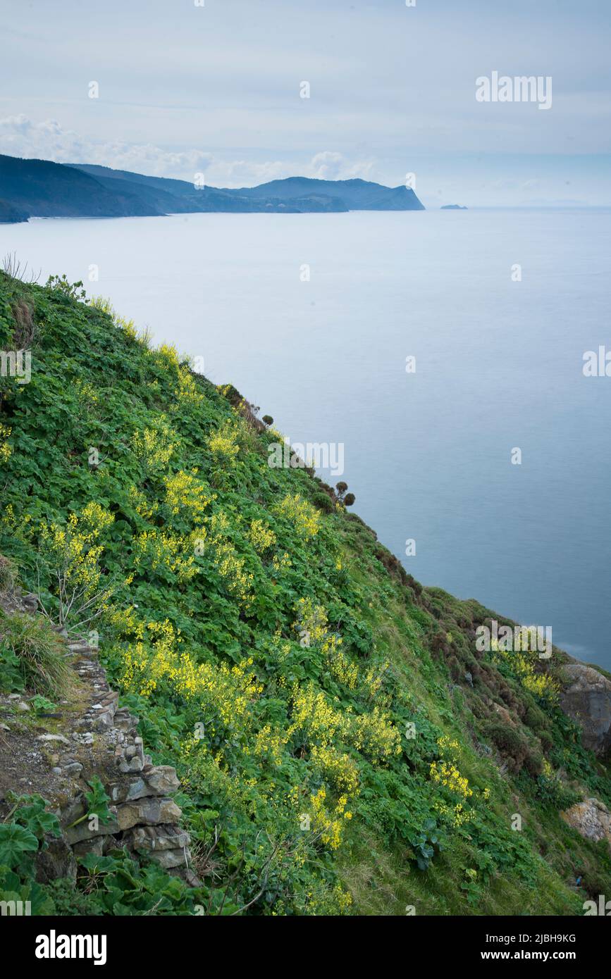 Wildkohl (Brassica oleracea) ist eine Pflanzenart, die viele gängige Sorten umfasst. Stockfoto