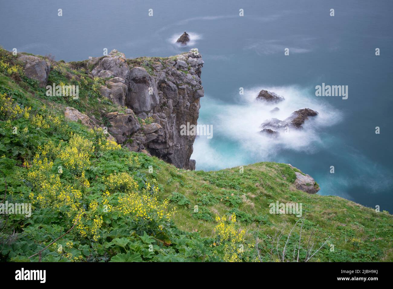 Wildkohl (Brassica oleracea) ist eine Pflanzenart, die viele gängige Sorten umfasst. Stockfoto