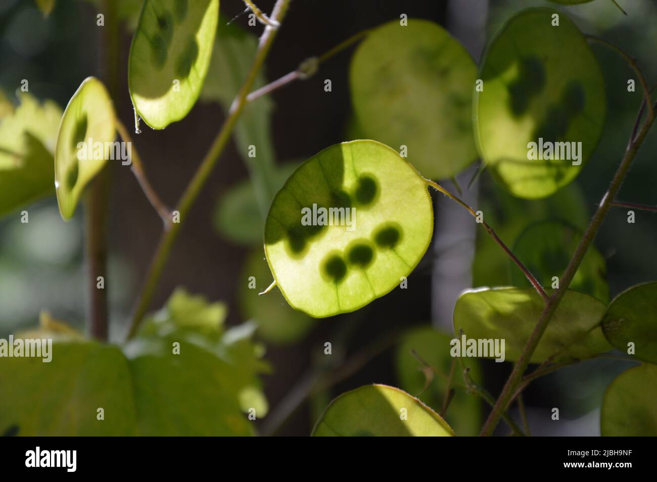 Lunaria Annua im Garten Stockfoto