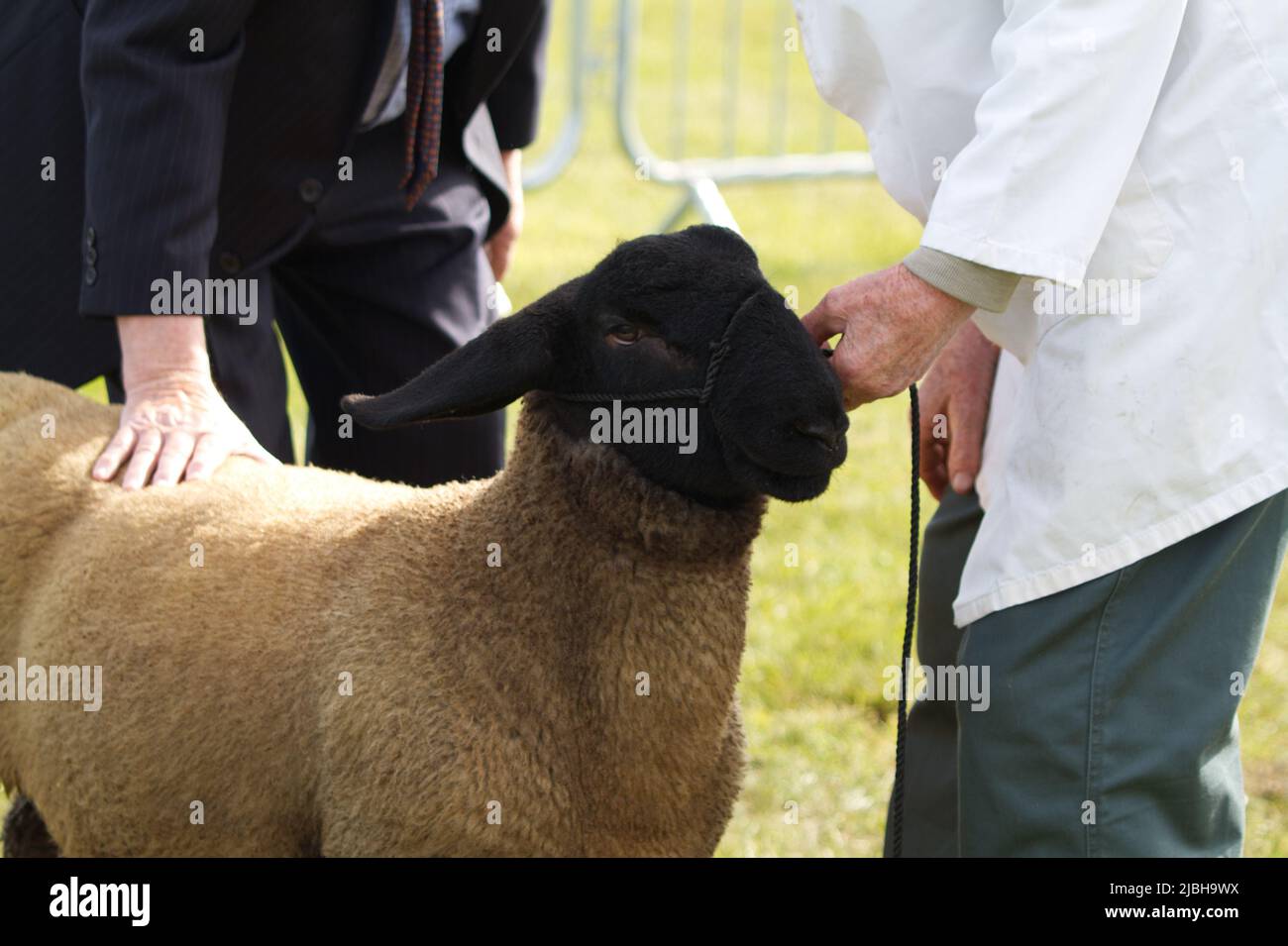 Ein Richter eines Schafwettbewerbs fühlt auf der Suffolk Show 2022 im Trinity Park in Ipswich den Rücken eines Schafes. Stockfoto
