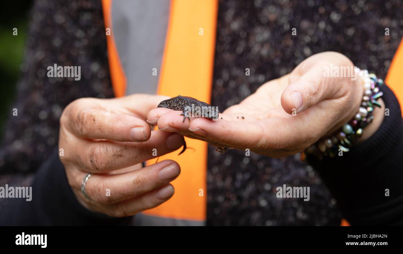 Great Crested Newt (Triturus cristatus) in der Handbefragung Somerset GB UK Mai 2022 Stockfoto