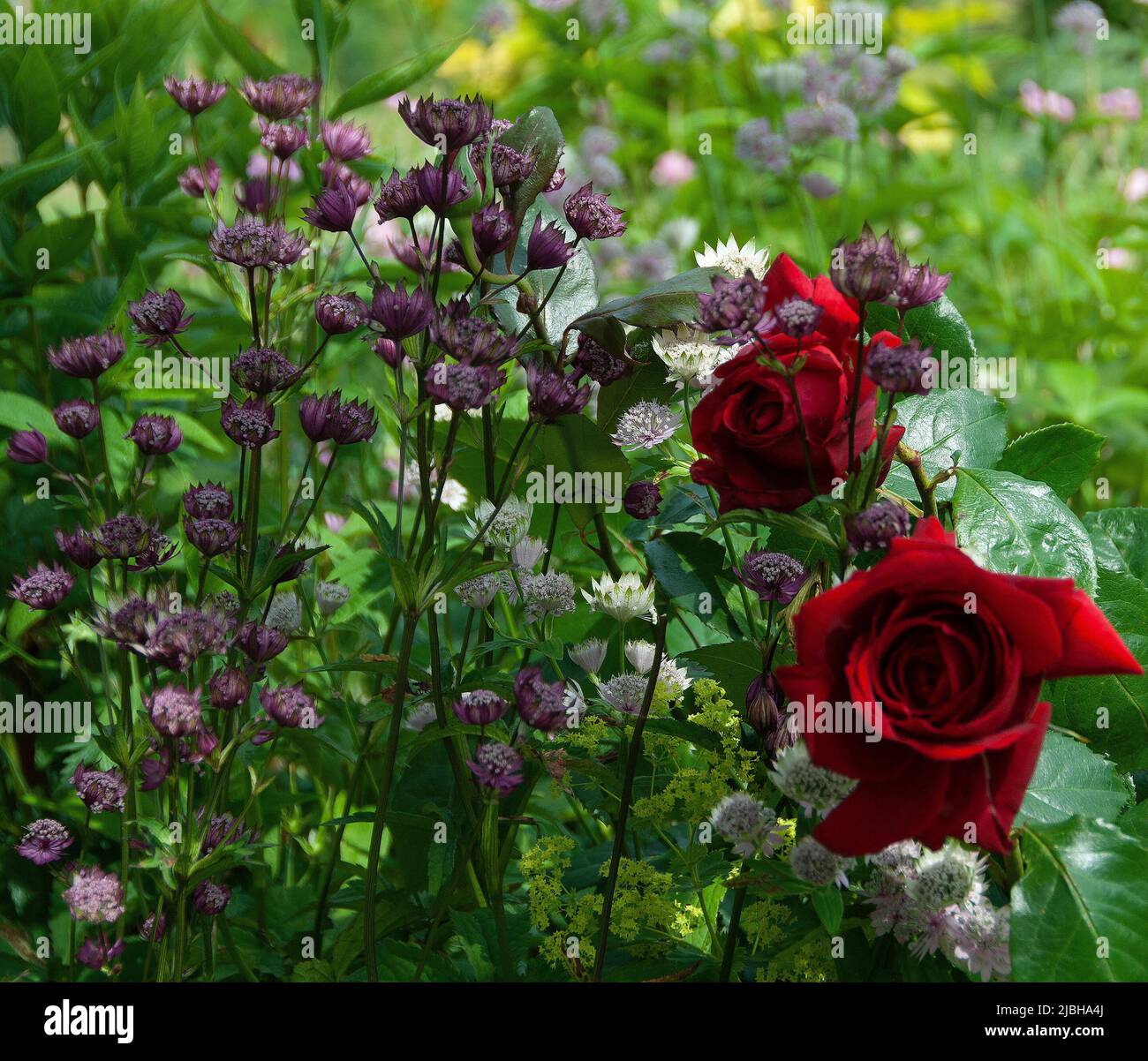 Rosa Wedding Wishes - eine hybride Teesrose Stockfoto