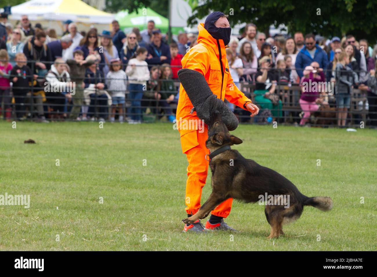Norfolk und Suffolk zeigen gemeinsam einen Polizeihund auf der Suffolk Show im Trinity Park, Ipswich. Hunde werden im Umgang mit Kriminellen geschult. Stockfoto