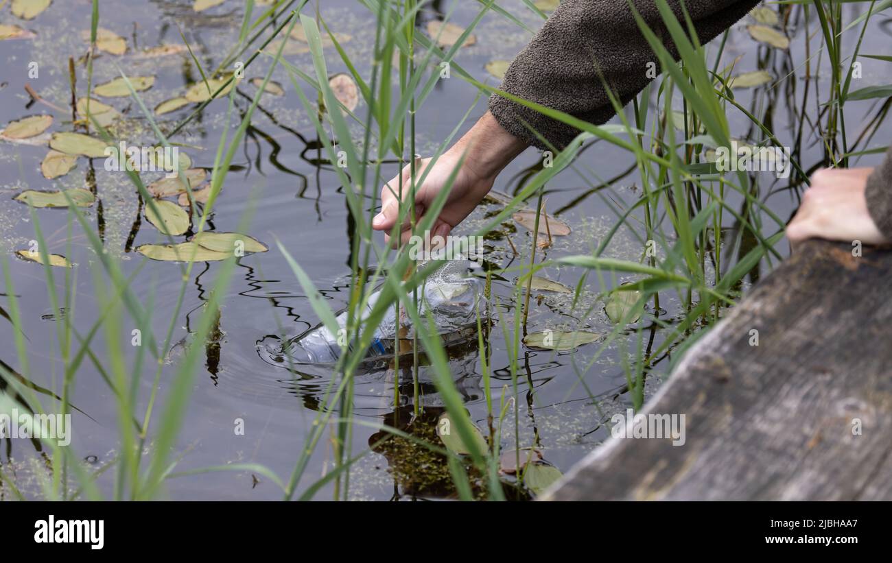 Great Crested Newt (Triturus cristatus) Umfrage Somerset GB UK Mai 2022 Stockfoto