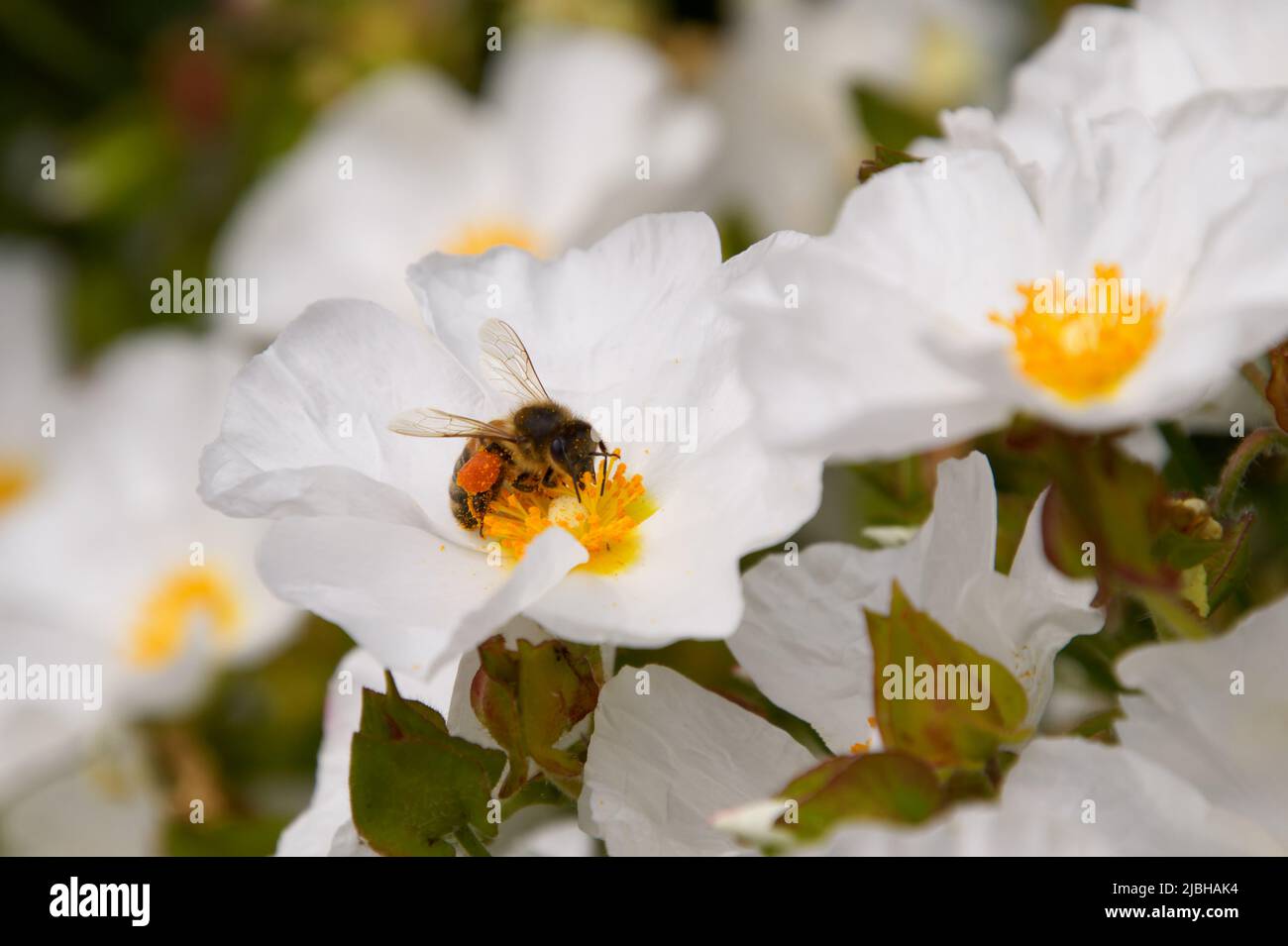 Honigbiene (APIs melifera), die sich auf einer weißen Anemonblume ernährt, Wolds Way Lavender Farm, Wintringham, Malton, North Yorkshire, Großbritannien Stockfoto