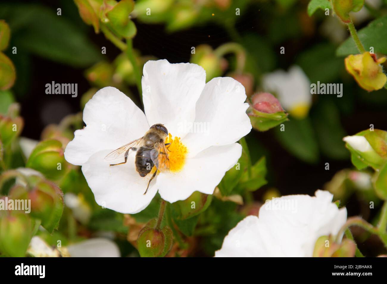 Honigbiene (APIs melifera), die sich auf einer weißen Anemonblume ernährt, Wolds Way Lavender Farm, Wintringham, Malton, North Yorkshire, Großbritannien Stockfoto