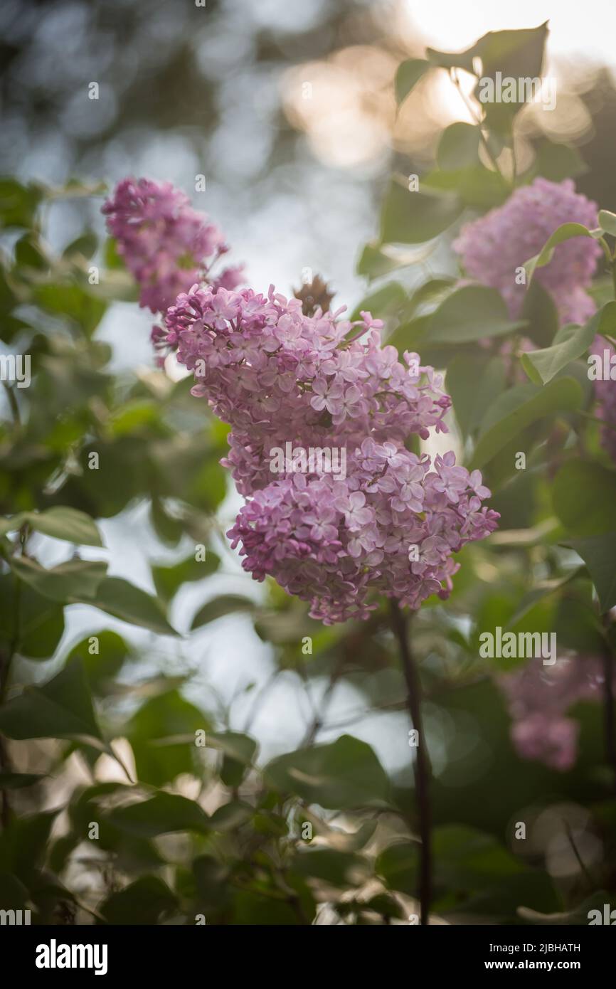 Blühende syringa Stockfoto