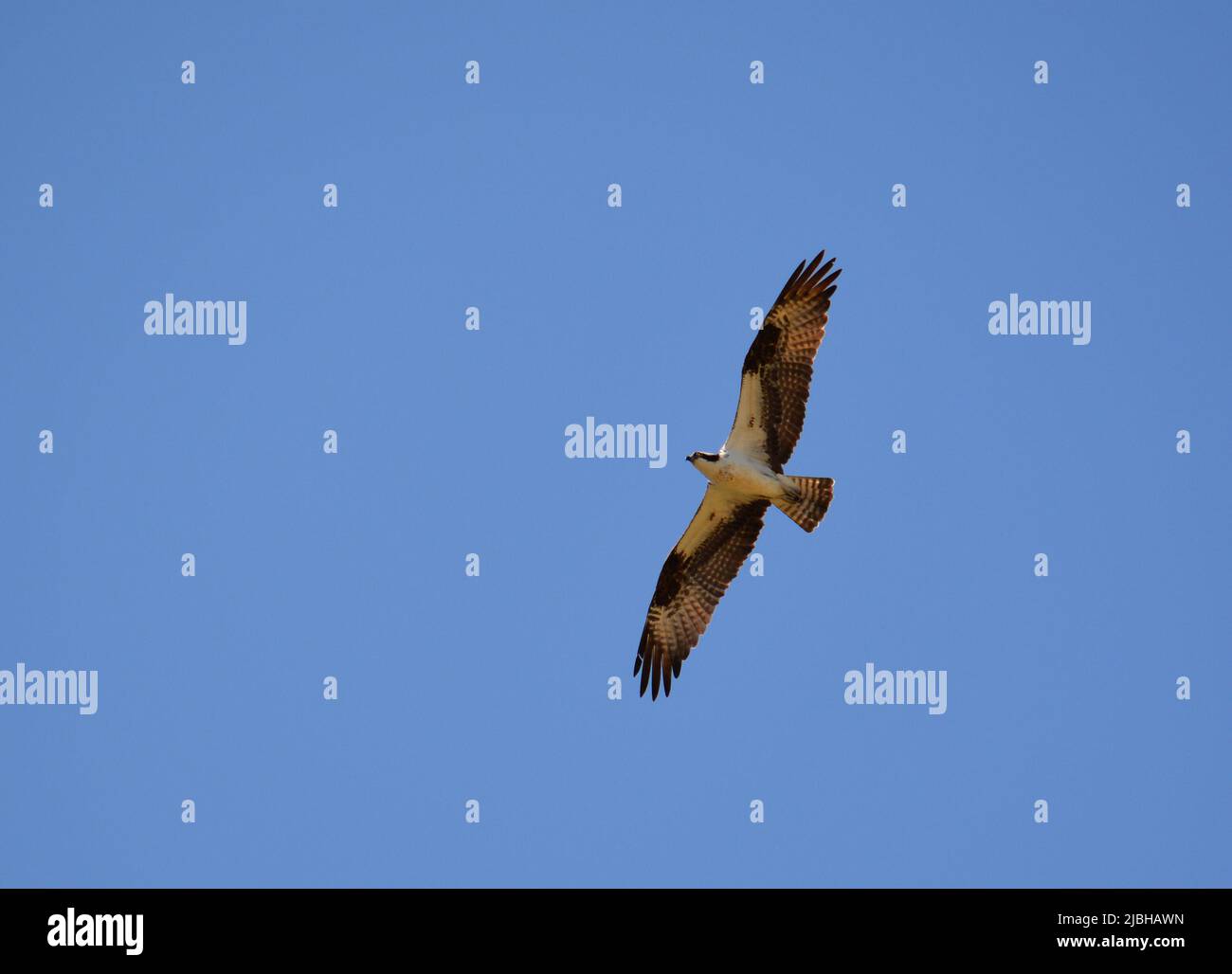 Ein majestätischer Falke, der hoch über dem James River in Virginia fliegt. Stockfoto