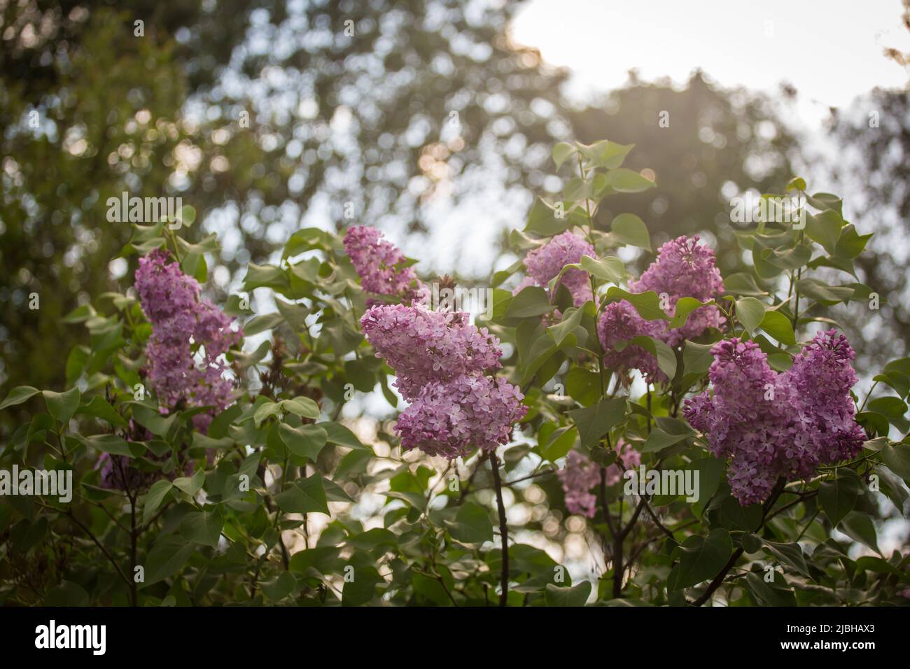 Blühende syringa Stockfoto