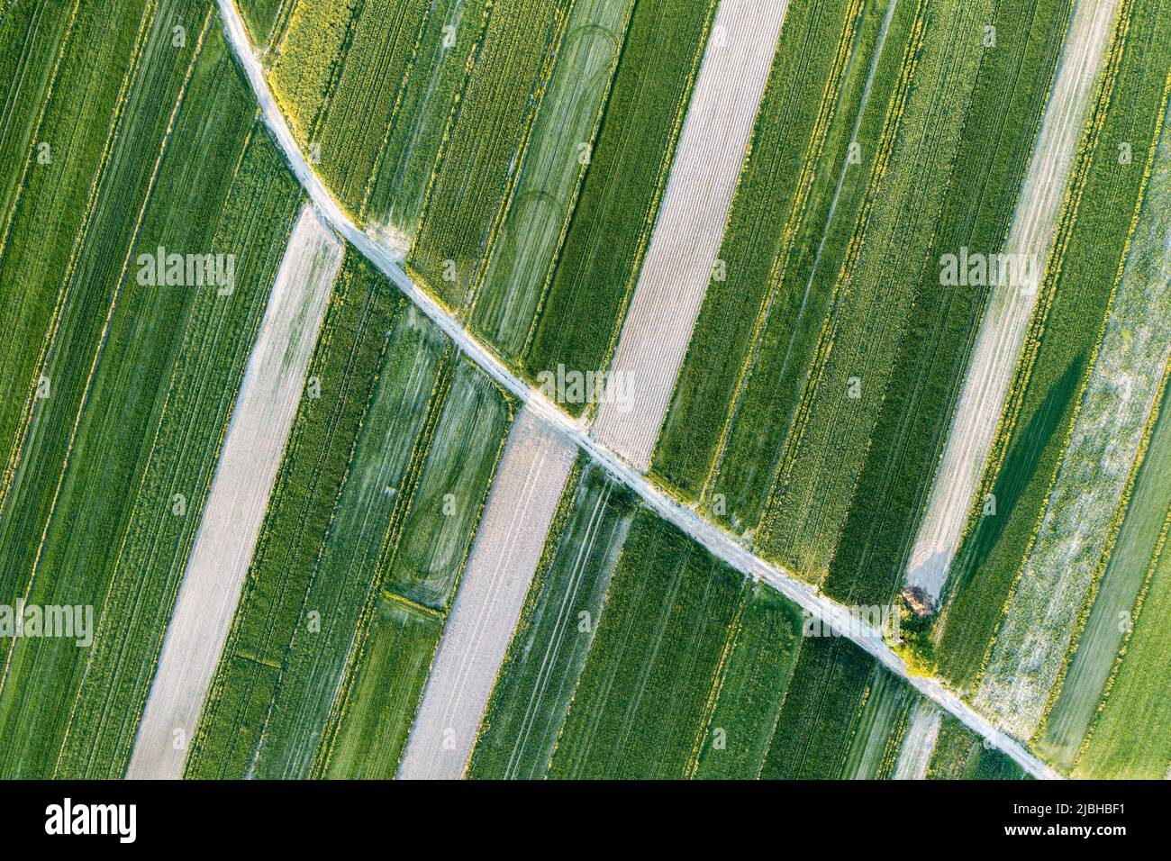 Grüne Raps Anbau Luftlandschaft, verblasste Colza Blumen, Landwirtschaft Thema Stockfoto