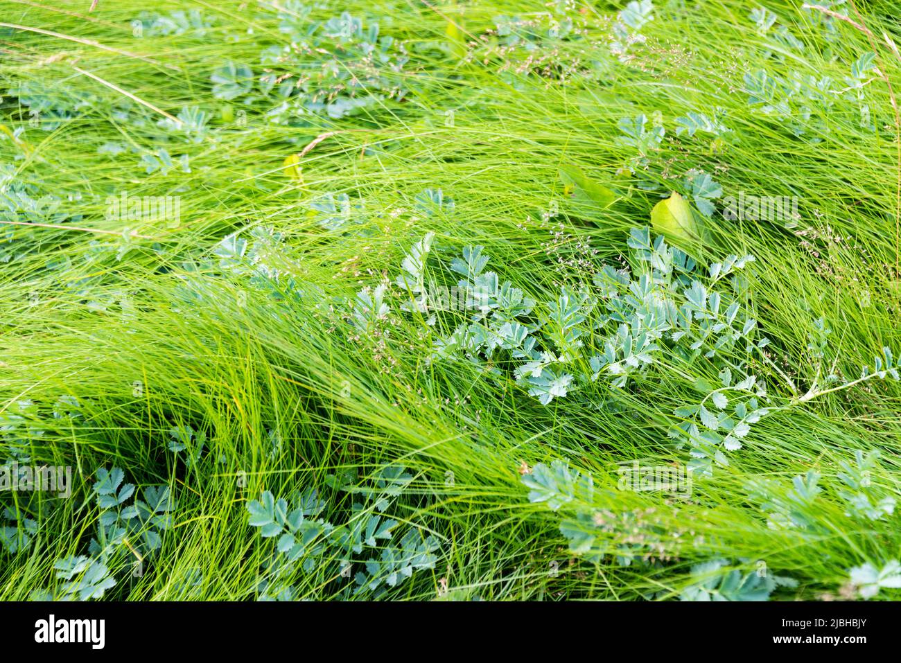 Wunderschöne Texturen auf dem Gras im Estancia Las Cotorras, in der Nähe von Ushuaia, Tierra del Fuego, Argentinien. Dies ist eine von vielen Pflanzen, die bei gefunden werden können Stockfoto