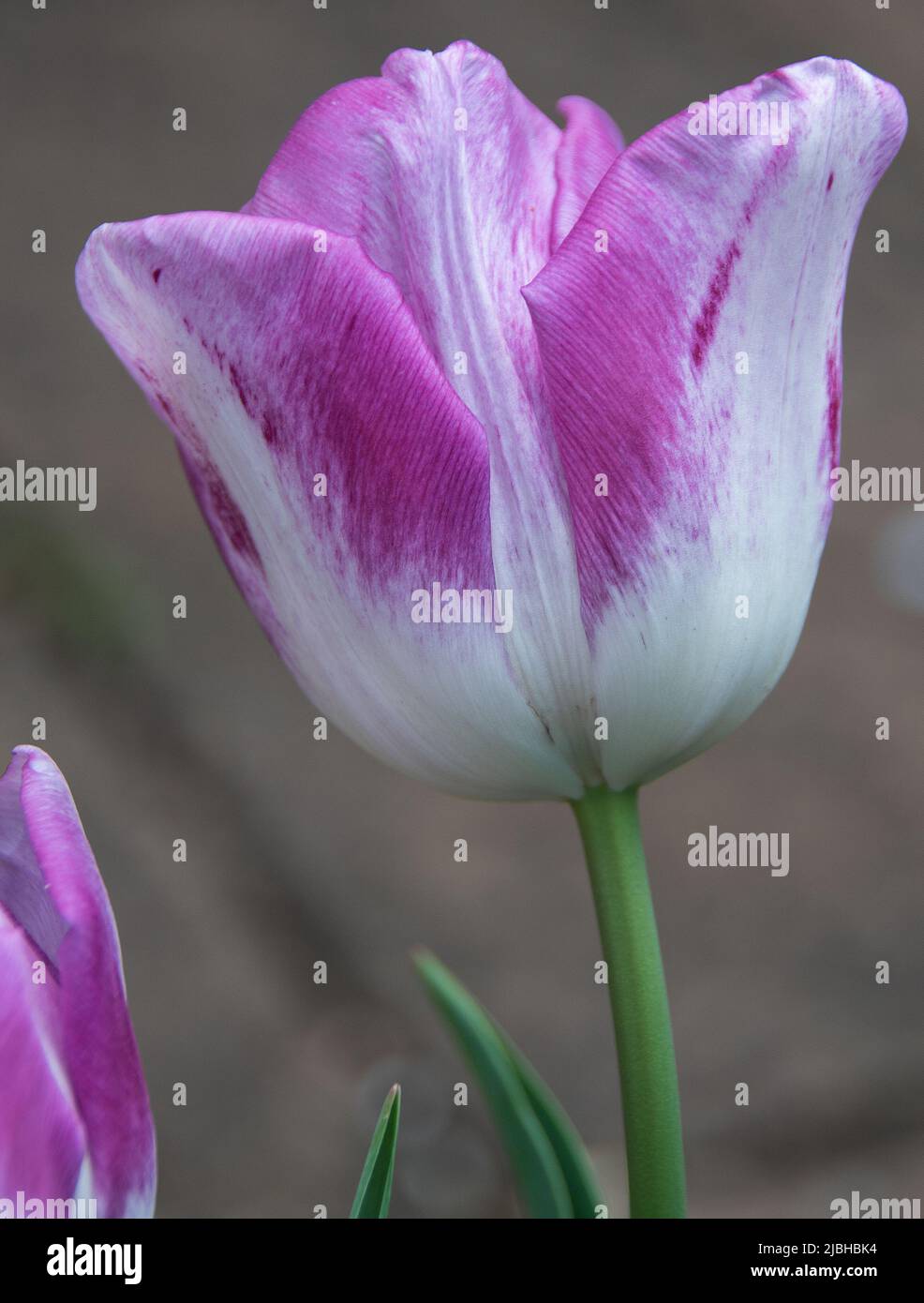 Tulipa 'Curiose' hat weiße Blüten mit einem lila Rand und macht ideal geschnittene Blumen. Stockfoto