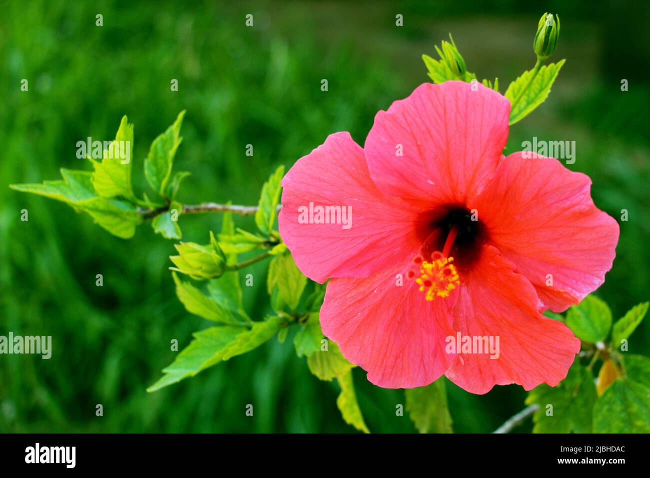 Blumen in den Blumenbeeten des Parks Stockfoto