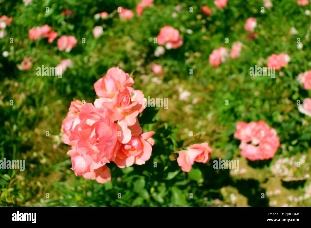 Blumen in den Blumenbeeten des Parks Stockfoto