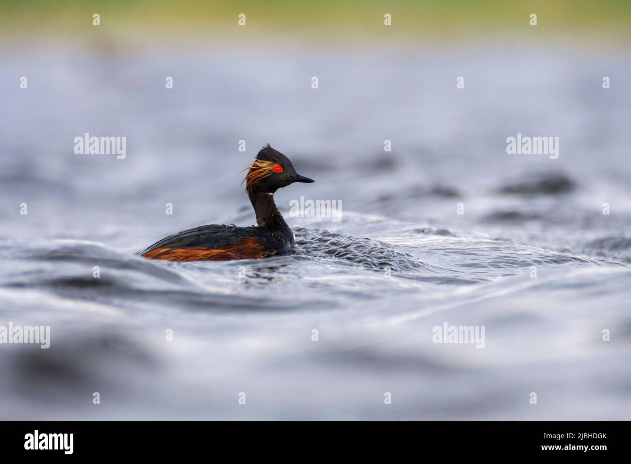 Schwarzhalsgreiher in der Lagune. Castilla La Mancha, Spanien. Stockfoto