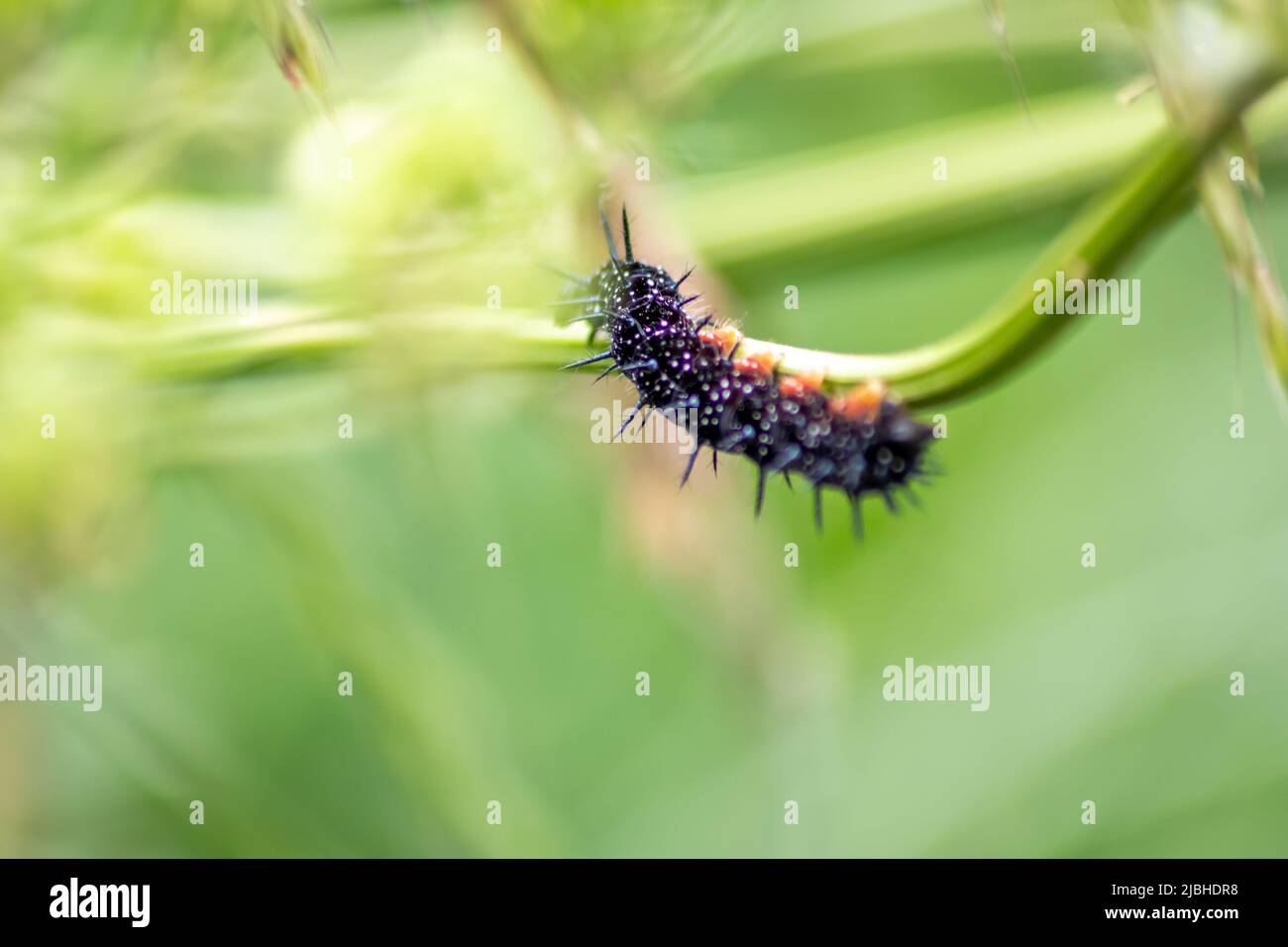 Große schwarze Raupe mit weißen Punkten, schwarzen Tentakeln und  orangefarbenen Füßen ist die schöne große Larve des Pfauenschmetterlings,  der Blätter und Gras frisst Stockfotografie - Alamy