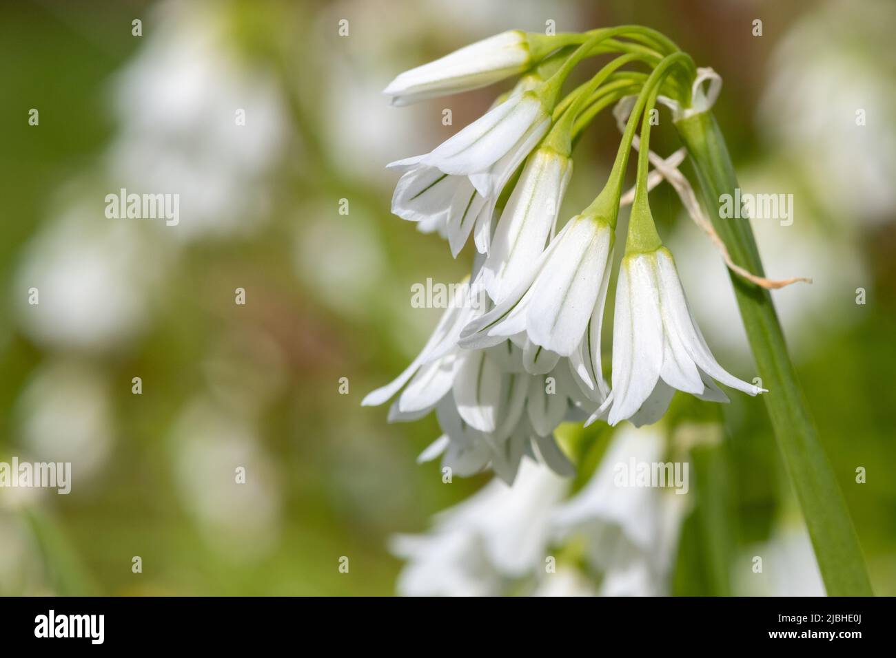 Nahaufnahme von drei blühenden Porree-Blüten (Allium triquetrum) Stockfoto