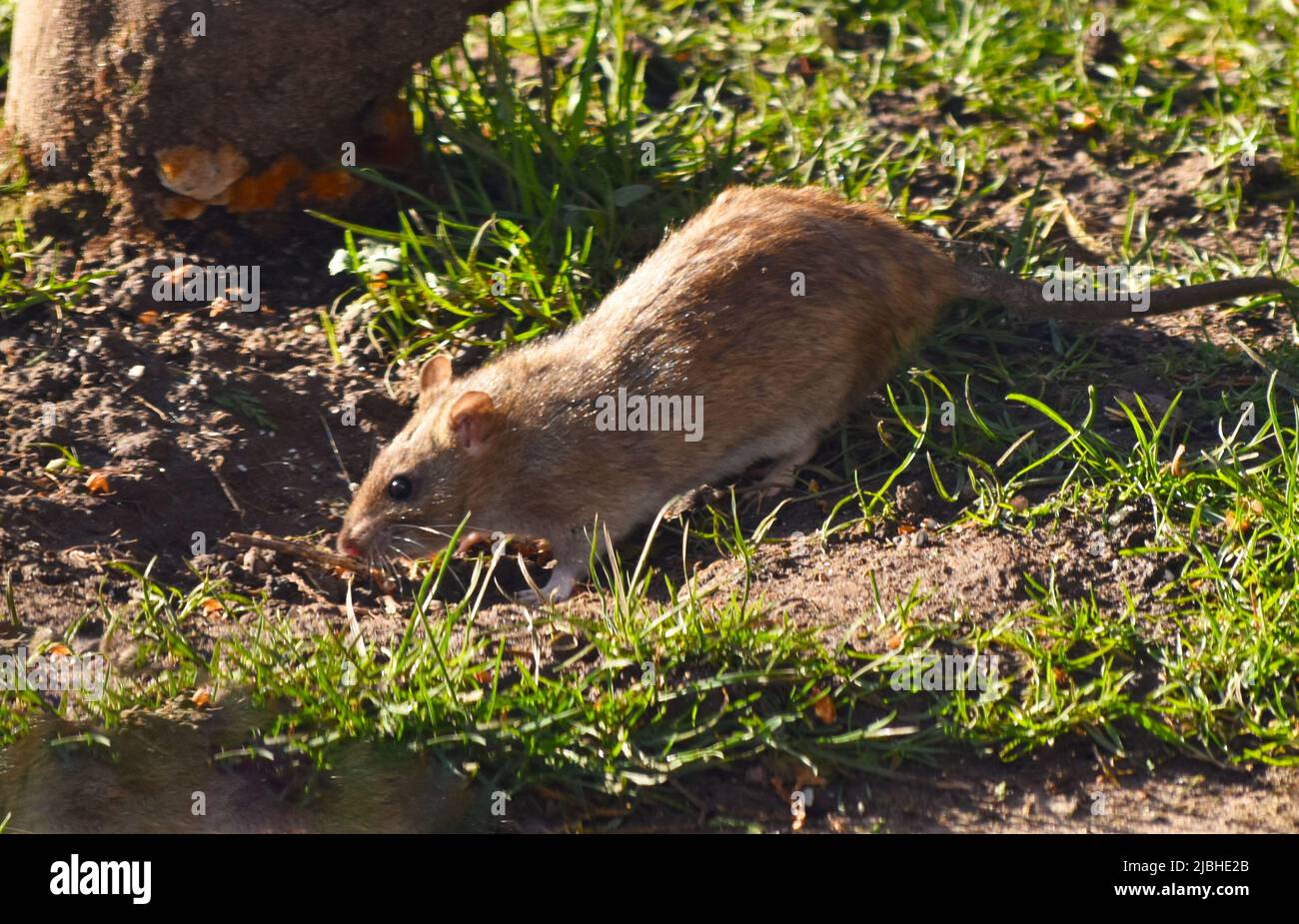 Ratte Stockfoto