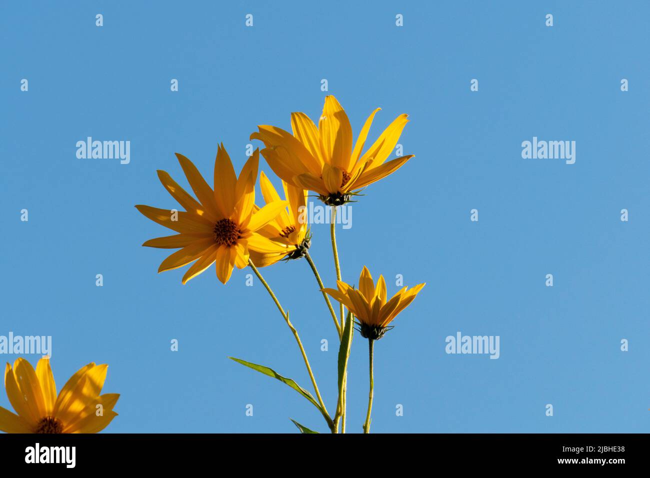 Topinambur, Erdbepfler Blüten vor blauem Himmel Hintergrund Stockfoto