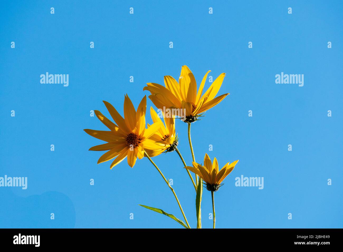 Topinambur, Erdbepfler Blüten vor blauem Himmel Hintergrund Stockfoto