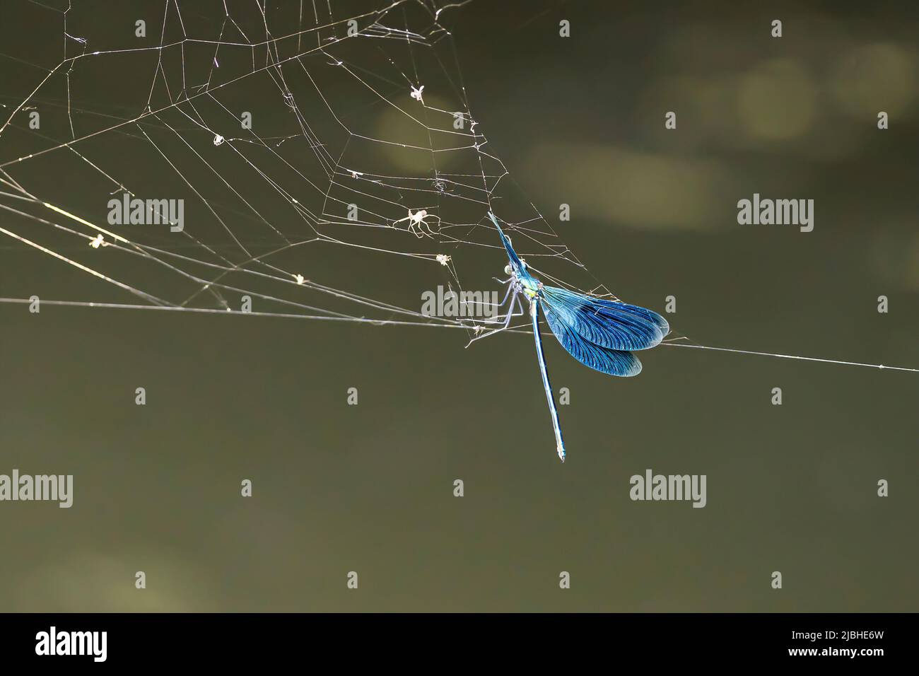 Eine männliche, gebänderte Damselfliege, die in einem Spinnennetz gefangen ist Stockfoto