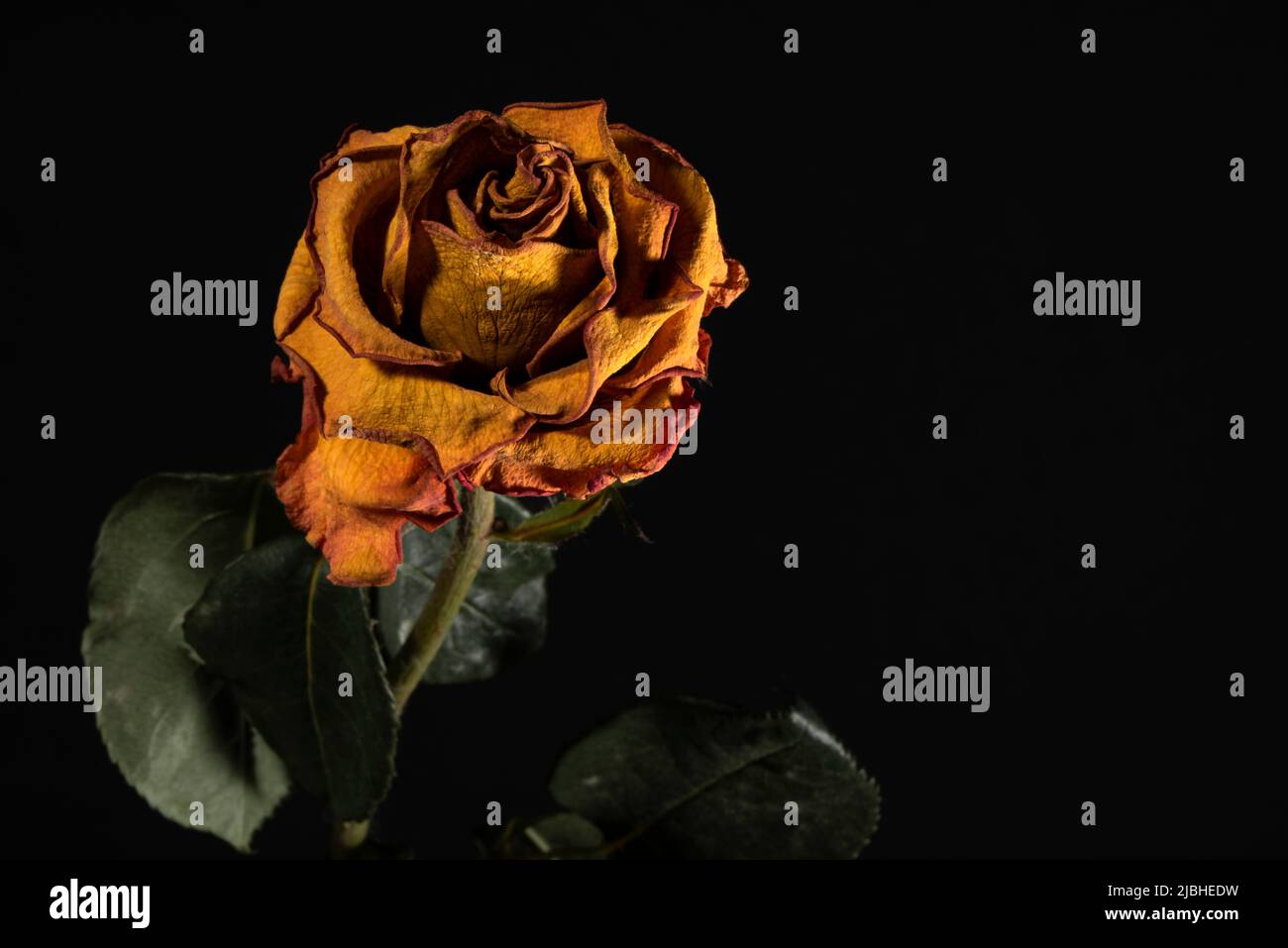 Verwelkte gelbe Rose. Dunkler Hintergrund mit Blumenmuster und Kopierbereich. Stockfoto