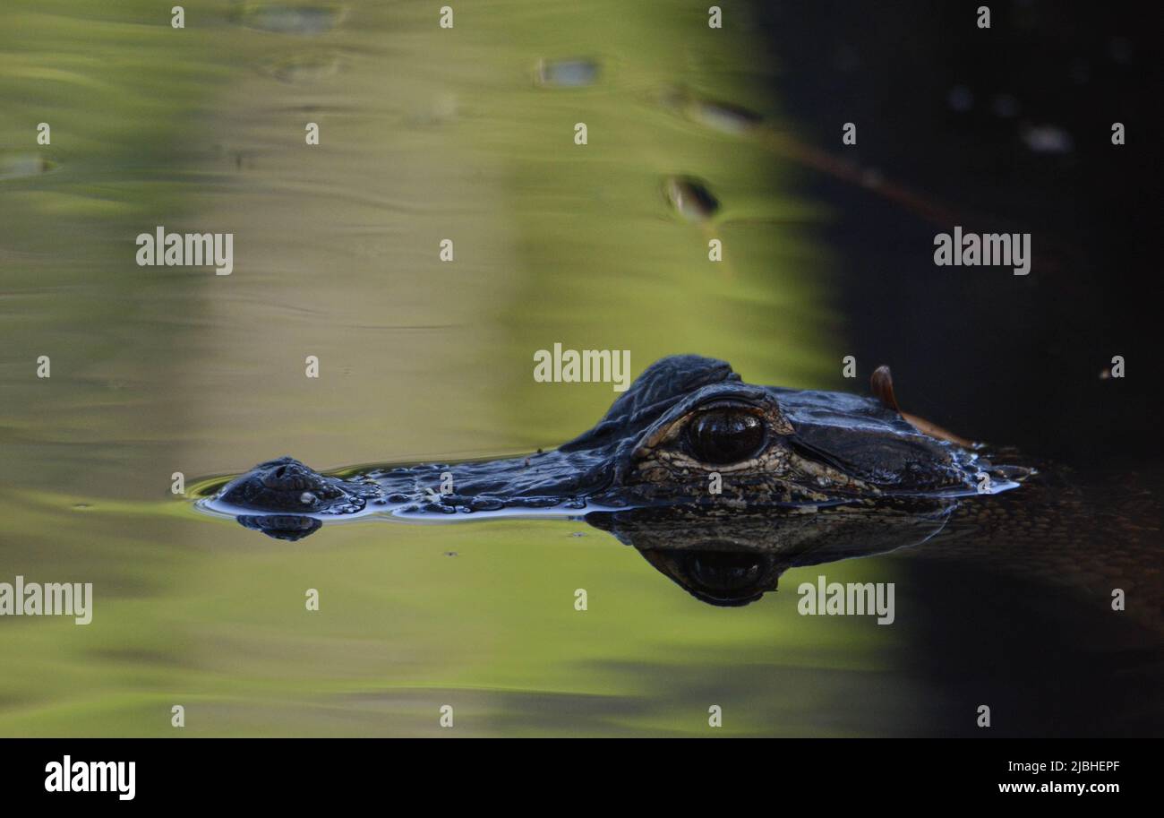 Ein juveniler amerikanischer Alligator (Alligator mississippiensis) aus Walton County, Florida, USA. Stockfoto