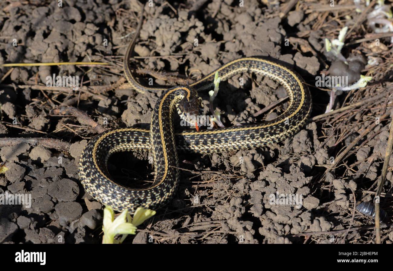 Ein jugendlicher Plains Gartersnake (Thamnophis Radix) von Jefferson County, Colorado, USA. Stockfoto