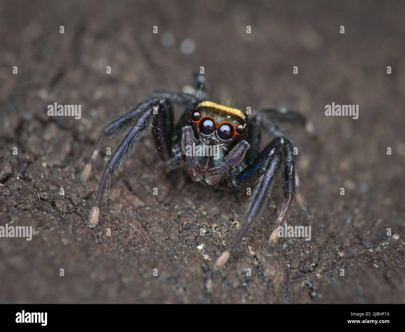 Eine kleine springende Spinne auf dem Wald Stockfoto